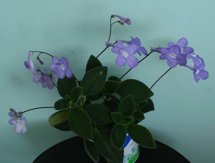 P1120765 - STREPTOCARPUSI