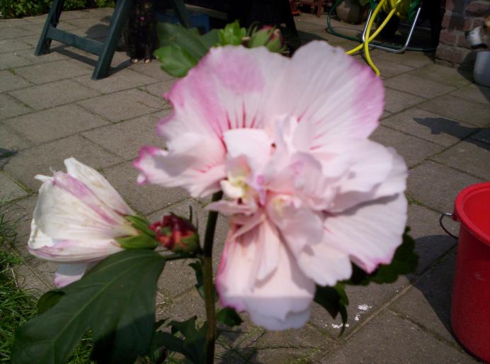 Hibiscus gr alb cu visiniu 30 iul 2008 (2) - hibiscus gradina