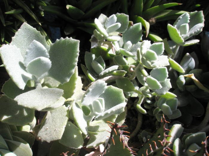 Kalanchoe - SUCULENTE 2009