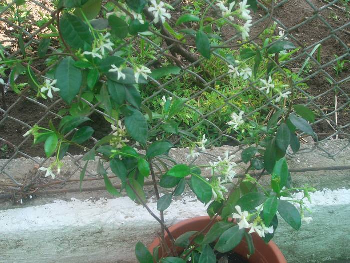 Jasmin