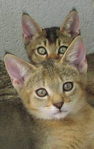 Chausie-Chausies - pisici