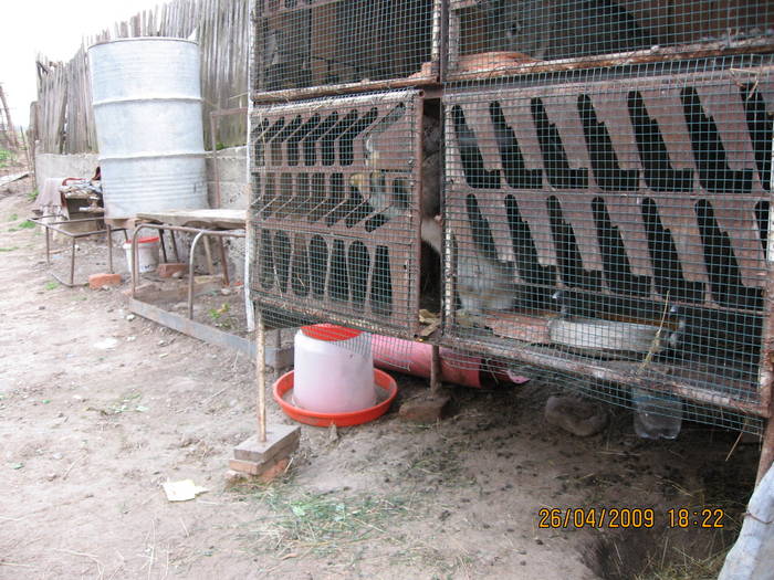 IMG_6907 - poze noi 26-04-2009