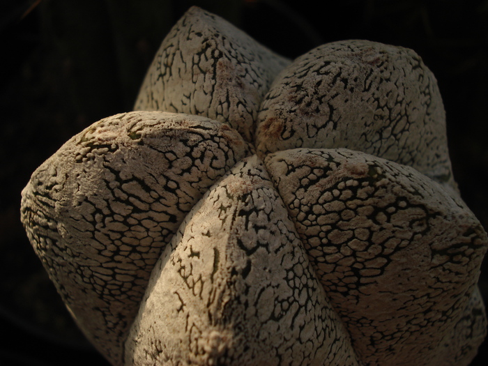 Astrophytum myriostigma Onzuka