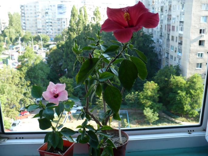 P1030200 - Hibiscusi