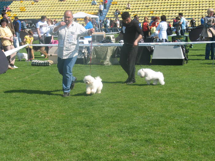 IMG_4791 - bichon frise
