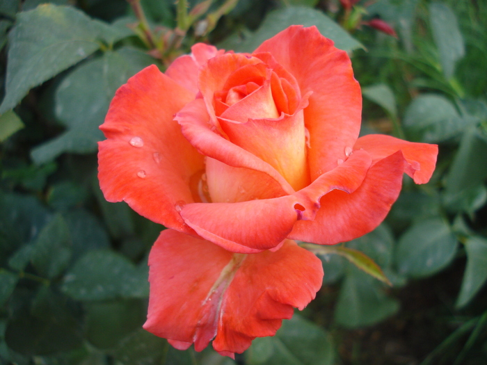 Rose Artistry (2009, August 20)