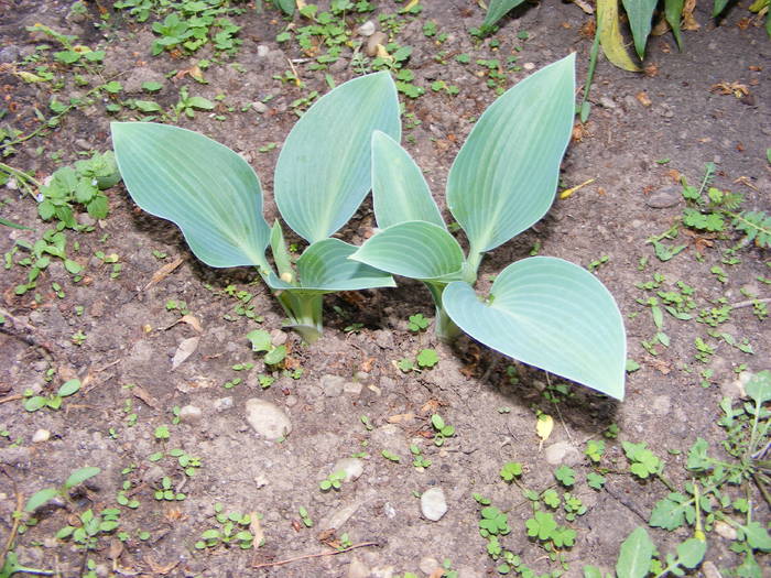 hosta - flori si animale 2009