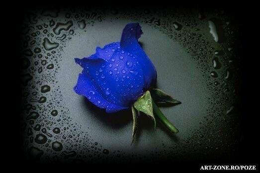 blue_rose[1] - FLORI