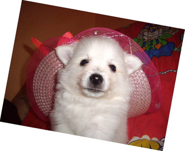 Spitz mic German; m 7 sapt
