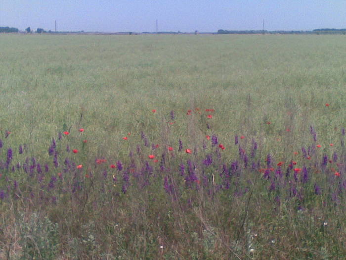 baza melifera