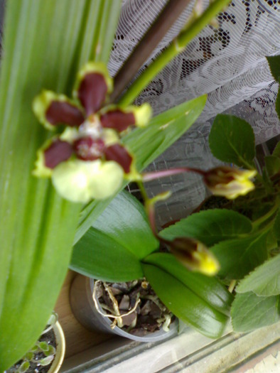 Odontocidium Jungle Monarch 'Everglades' - Hibrizi Cambria 2009