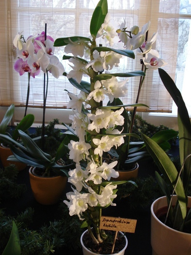 DSC00911 - Expo orhidee