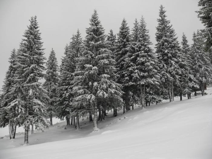 P1030846 - 2008_Bucegi_1Decembrie