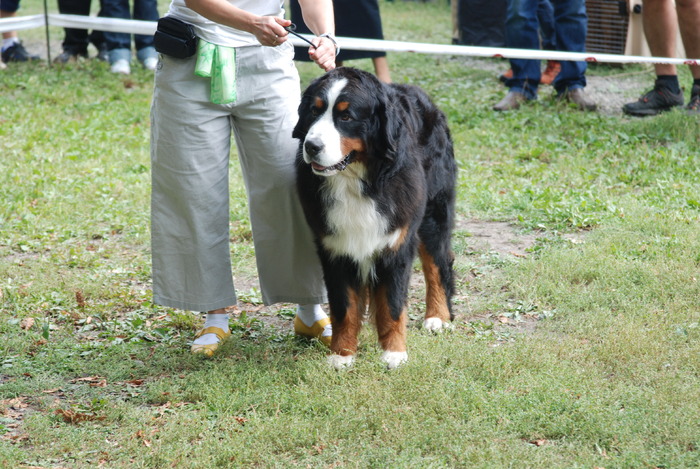 DSC_0167 - Concurs international de frumustete canina 2009 TgMures