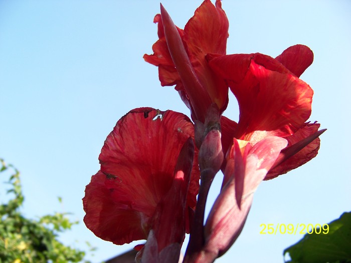 100_1959 - Toamna in curte  Timisoara