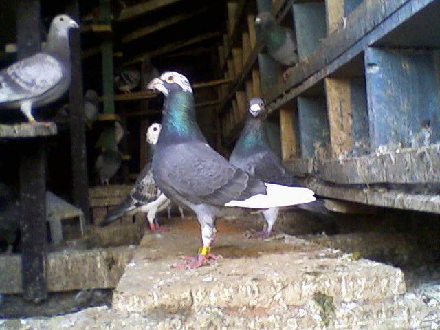 Fotografii-0026Wgj - Copy (2) - Porumbeii mei calatori