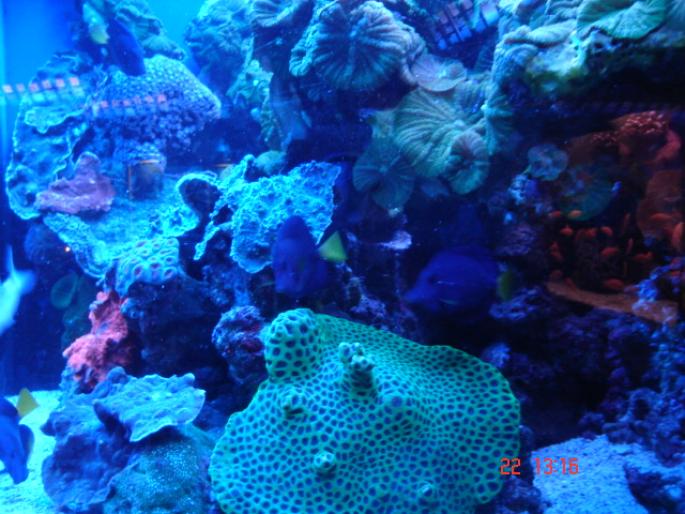 581 Israel - Eilat - The Observatory Marine Park - 2008 ISRAEL NOIEMBRIE