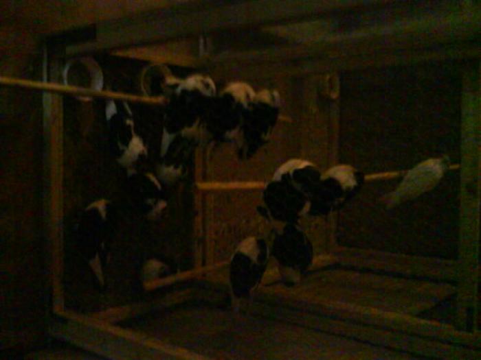 DSC00340 - Expozitia de la Tarnaveni din 2009