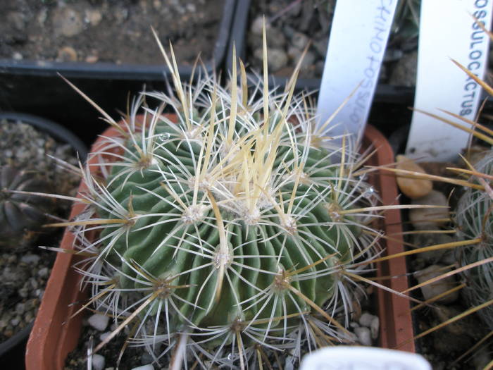 Echinofossulo nr. 5 - Echinofossulocactus