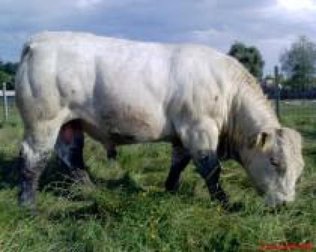 TNYAUYTLEMPBGKOSRJI - ROMANIA-FERME-VACI -VITEI-TAURASI