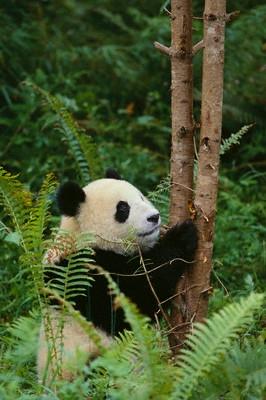 panda - Ursul panda