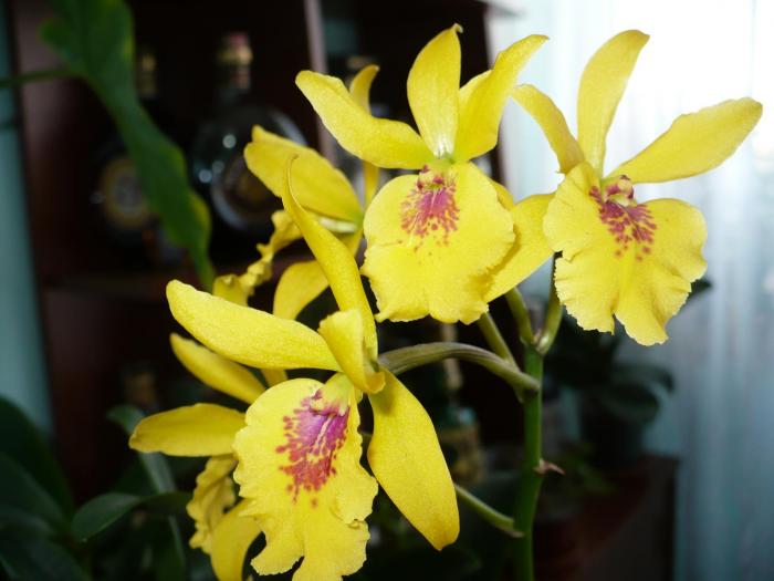 Epilaeliocattleya - Orhidee