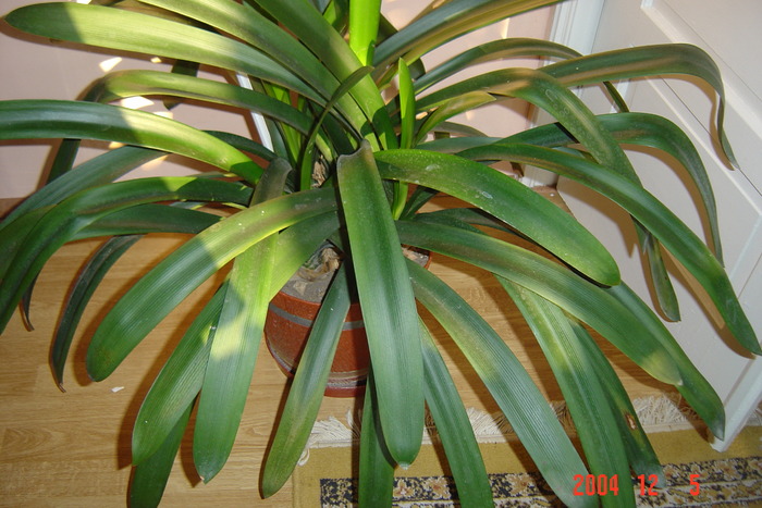 clivia; o am de 30 de ani
