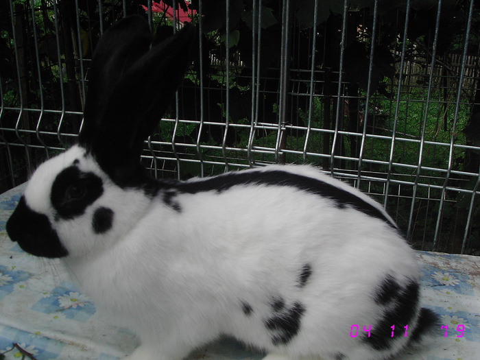 IMG_7086 - viitoriiiiiiiiiiiiii campioniiiiiiii 8