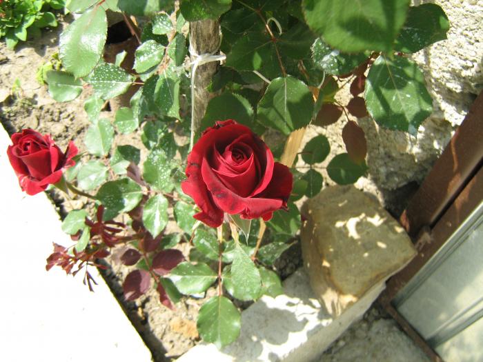 IMG_0826 - Trandafirii mei in 2008