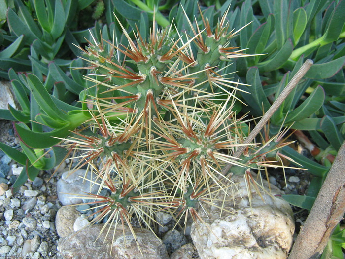 IMG_1382 - Cactusi la mosie 1 octombrie 2009