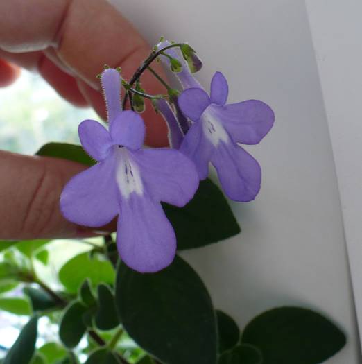 Streptocarpella - STREPTOCARPUSI