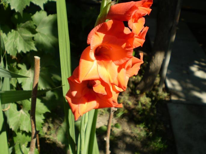 P8020114 - gladiole 2008-2009