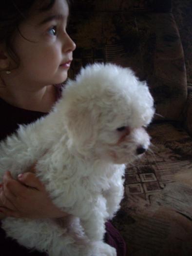 Bichon Bolognese; Daria si un baietel de 10 saptamani
