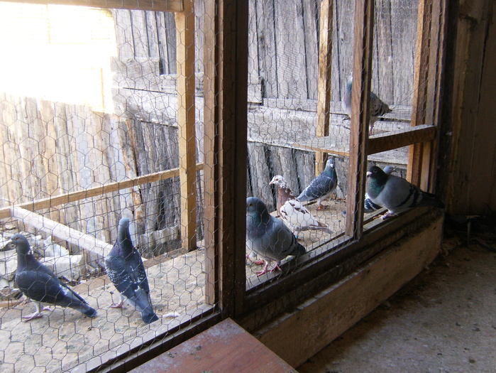 HPIM3040 - porumbei 2009