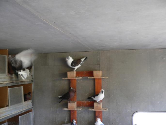 FILE0127 - 1729 Arpad Cseplo