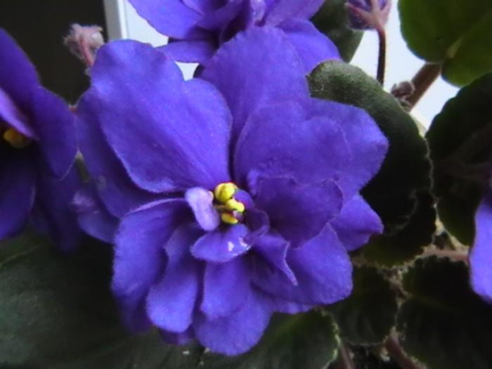 26.11 - violete 2009