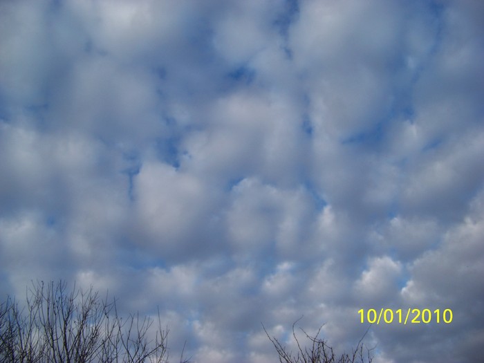 100_8944 - Cer Flori Pasari