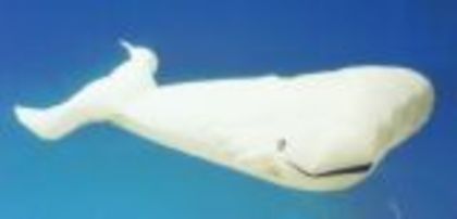 balena alba - BALENA ALBA SAU BALENA POLARA