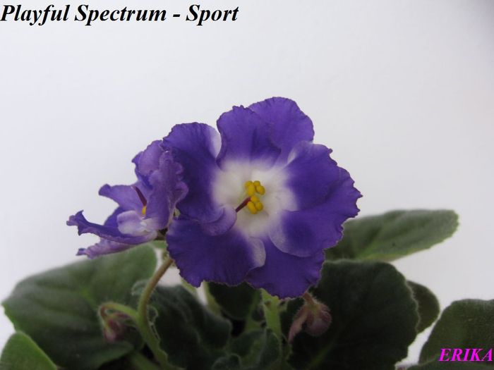 Playful Spectrum - Sport 2009 nov 11 - Violete de colectie