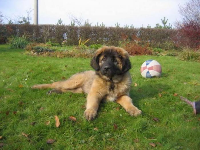 Dogs Wallpaper_ Poze cu Catei 3