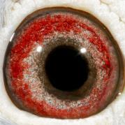 MYIJCFEYNBWJWXHKRZG - OCHII PORUMBEILOR