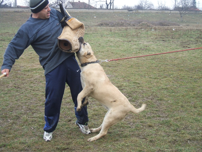 DSCF1401 - snoopyfightdogo  canario