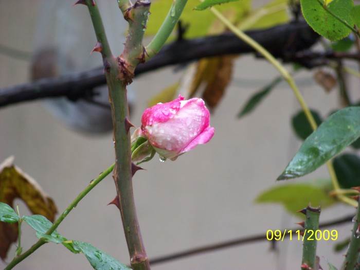 100_4070 - Toamna in curte  Timisoara