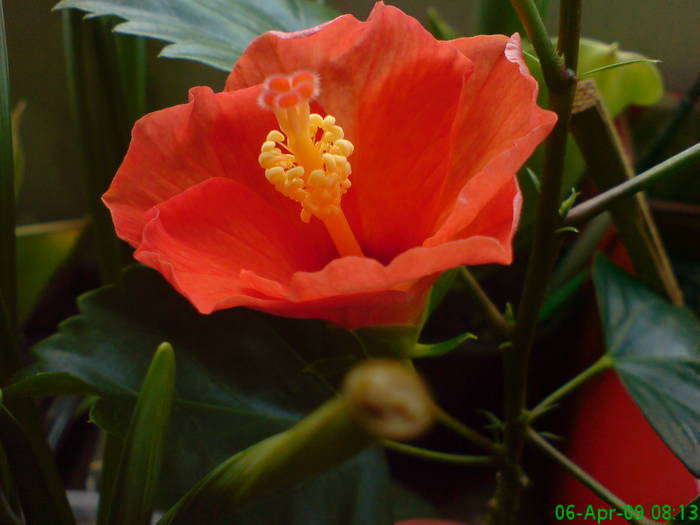 Hibiscus Alina - Hibiscus 2009