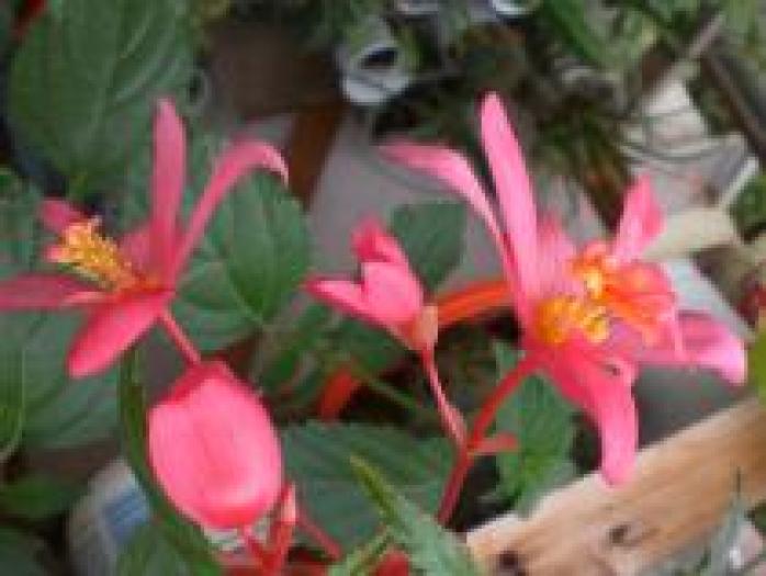 IZFTFLCNECVPTNTBUIG - flori