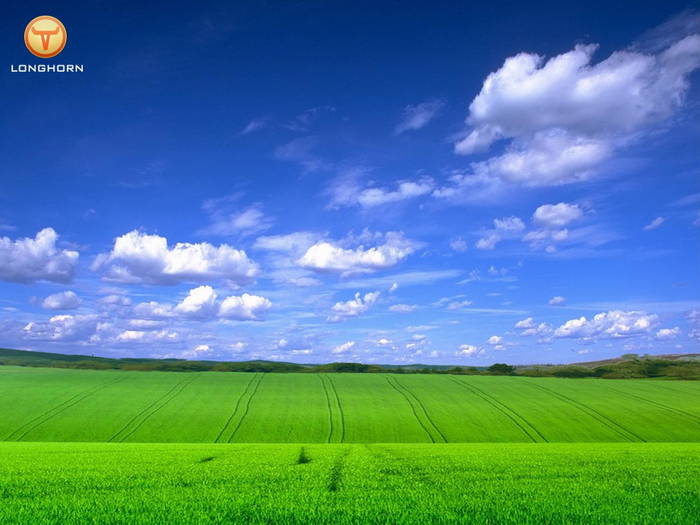 longhorn2 - POZE WINDOWS VISTA