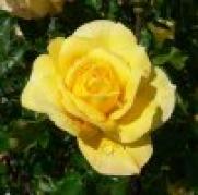 611px_Rosa_Gold_Glow_2 - Trandafiri
