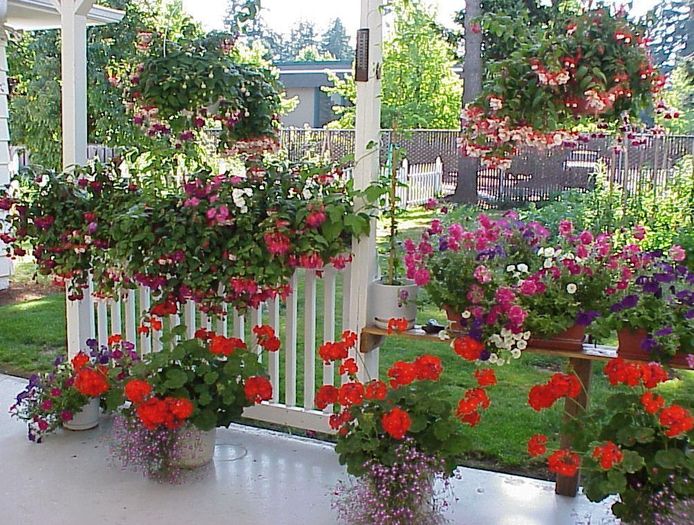 BackYard1-07-31-99