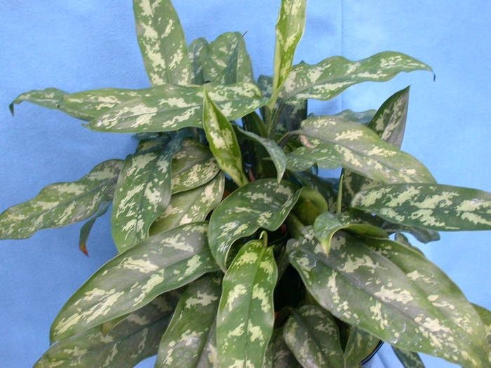 aglaonemaEmeraldBeauty - AGLAONEMA