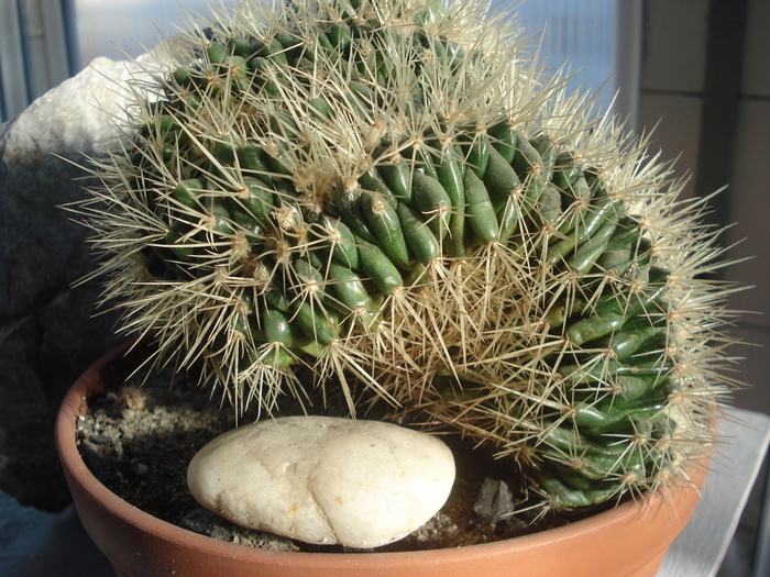 Echinocactus grusonii f monstruosa